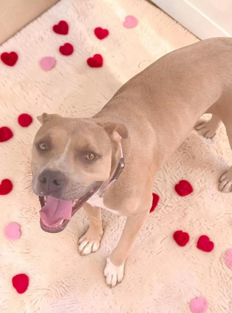 An adult medium-sized female Yellow / Tan / Blond / Fawn Pit Bull Terrier dog named Dandie for adoption in Ventura, CA