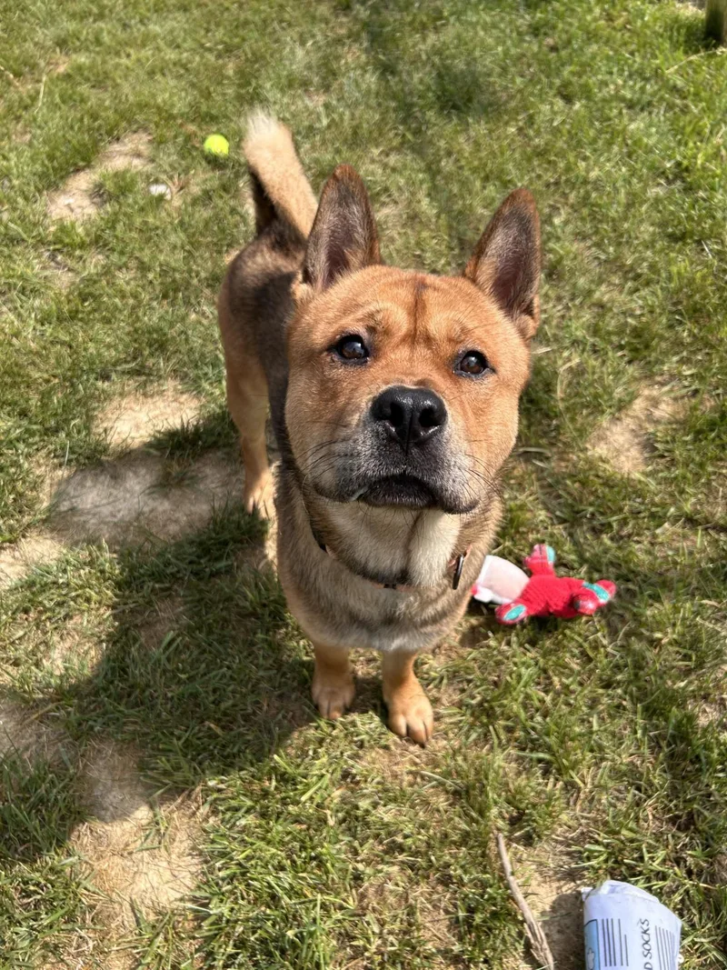 An adult medium-sized male Golden Chow Chow dog named Tickle for adoption in Shepherdsville, KY