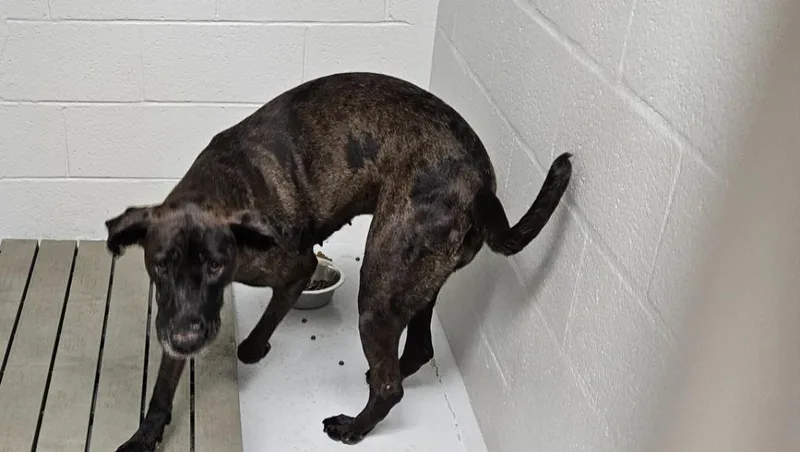 An adult medium-sized female Great Dane dog named Willo for adoption in Mocksville, NC