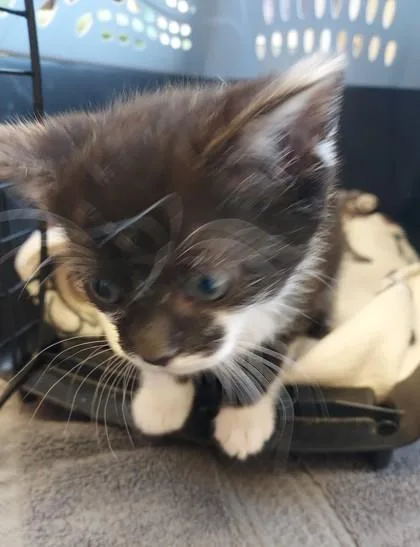 A baby small-sized female Domestic Short Hair cat named Cypress for adoption in Fishers, IN