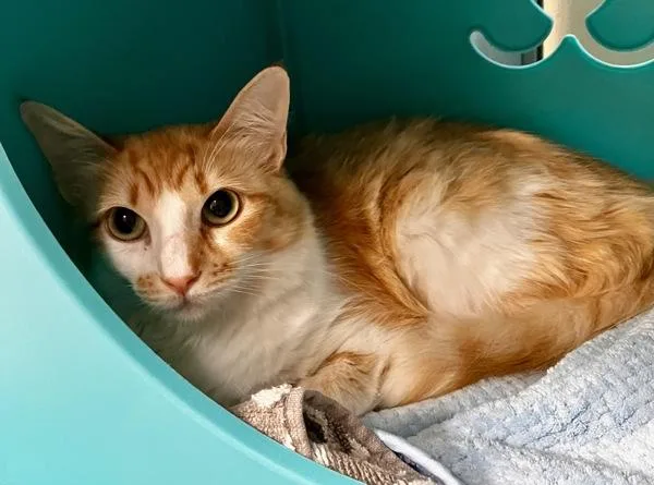 A young medium-sized female Domestic Medium Hair cat named Denise for adoption in Stratham, NH