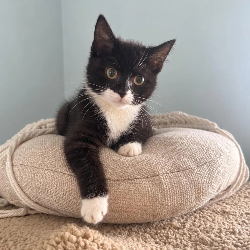 A baby small-sized female Black Domestic Short Hair cat named Maybelle for adoption in Alexandria, VA