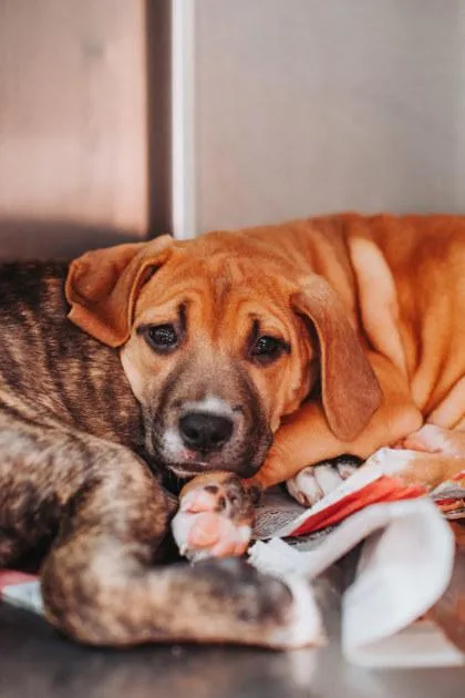 A young small-sized female American Staffordshire Terrier dog named A Amazon for adoption in North Charleston, SC