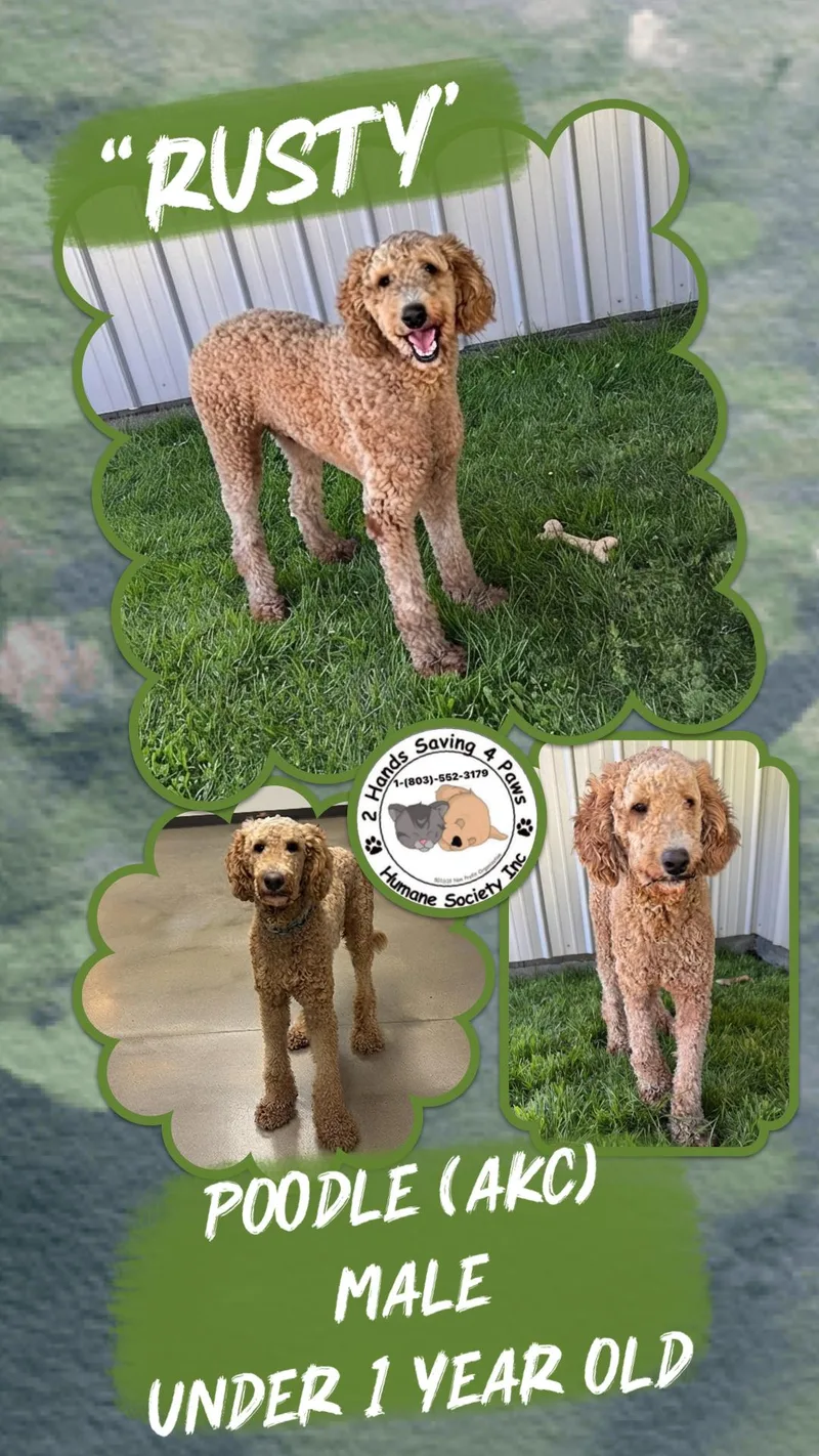 A young medium-sized male Poodle dog named Rusty for adoption in Thomson , GA