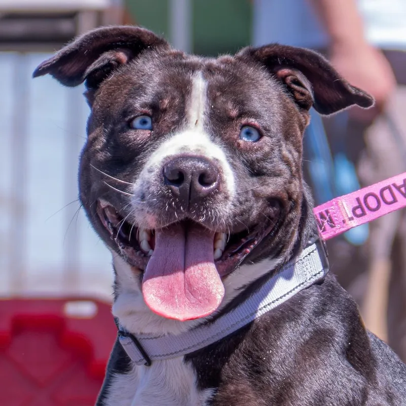 An adult medium-sized female Black Pit Bull Terrier dog named Cassie for adoption in Albuquerque, NM