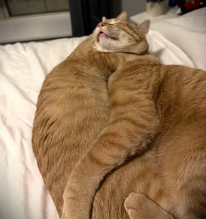 A young medium-sized male Orange & White Domestic Short Hair cat named Mango for adoption in Mankato, MN