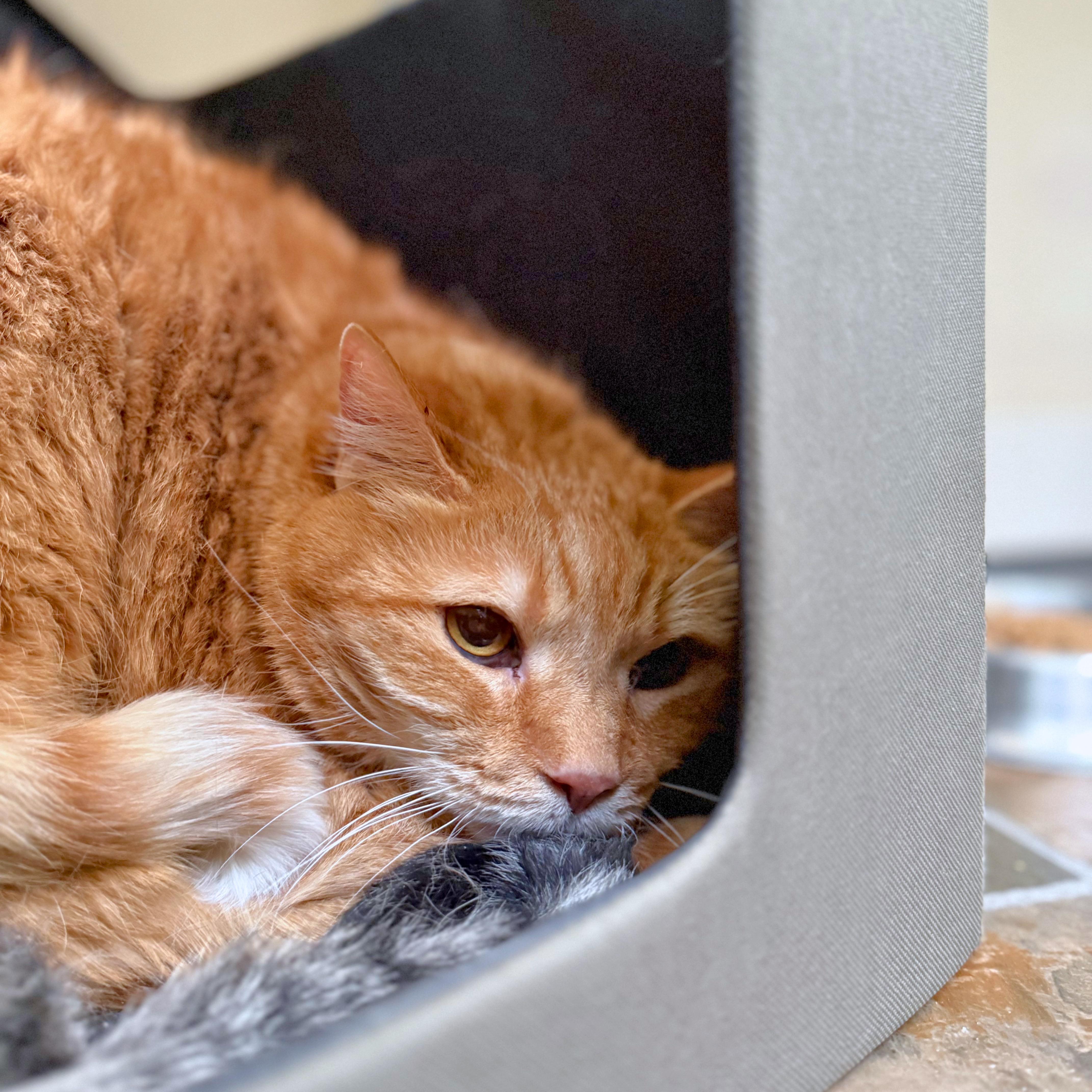 A senior extra large-sized male Tabby (Orange / Red) Domestic Short Hair cat named Lewis for adoption in Ridgway, CO