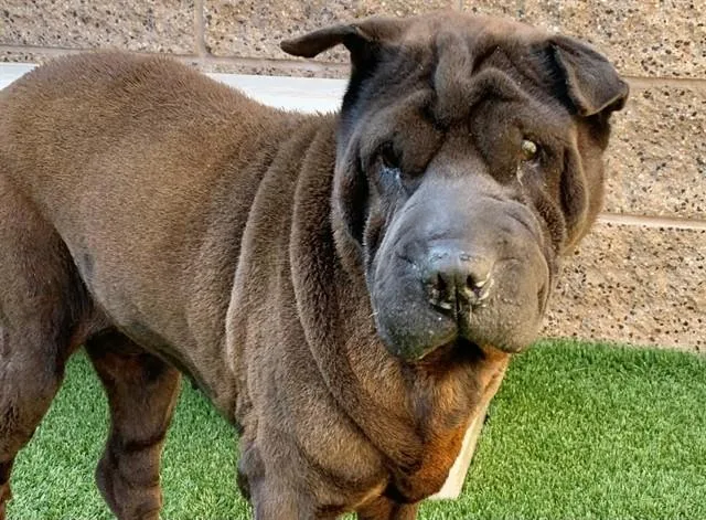 An adult large-sized female Shar-Pei dog named Sharle for adoption in Moreno Valley, CA