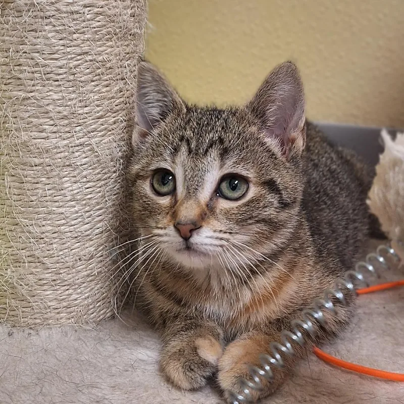 A baby small-sized female Brown / Chocolate Domestic Short Hair cat named Harmonica for adoption in Attica, NY