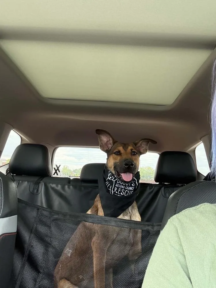 A baby large-sized male Tricolor (Brown, Black, & White) Shepherd dog named Sumac for adoption in Amherst, NY