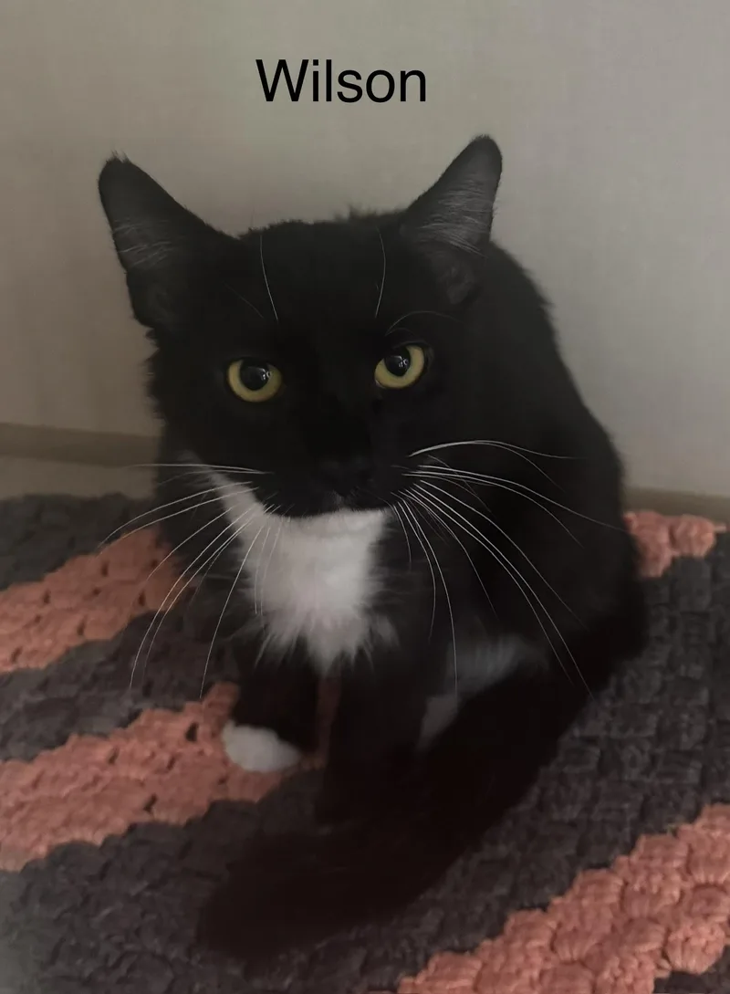 A young medium-sized male Black Domestic Short Hair cat named Wilson for adoption in Ulster, PA