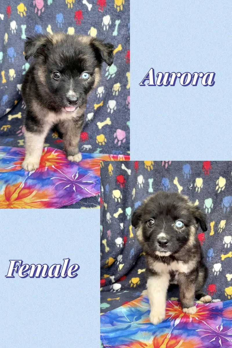 A baby medium-sized female Husky dog named Aurora for adoption in Manchester, CT