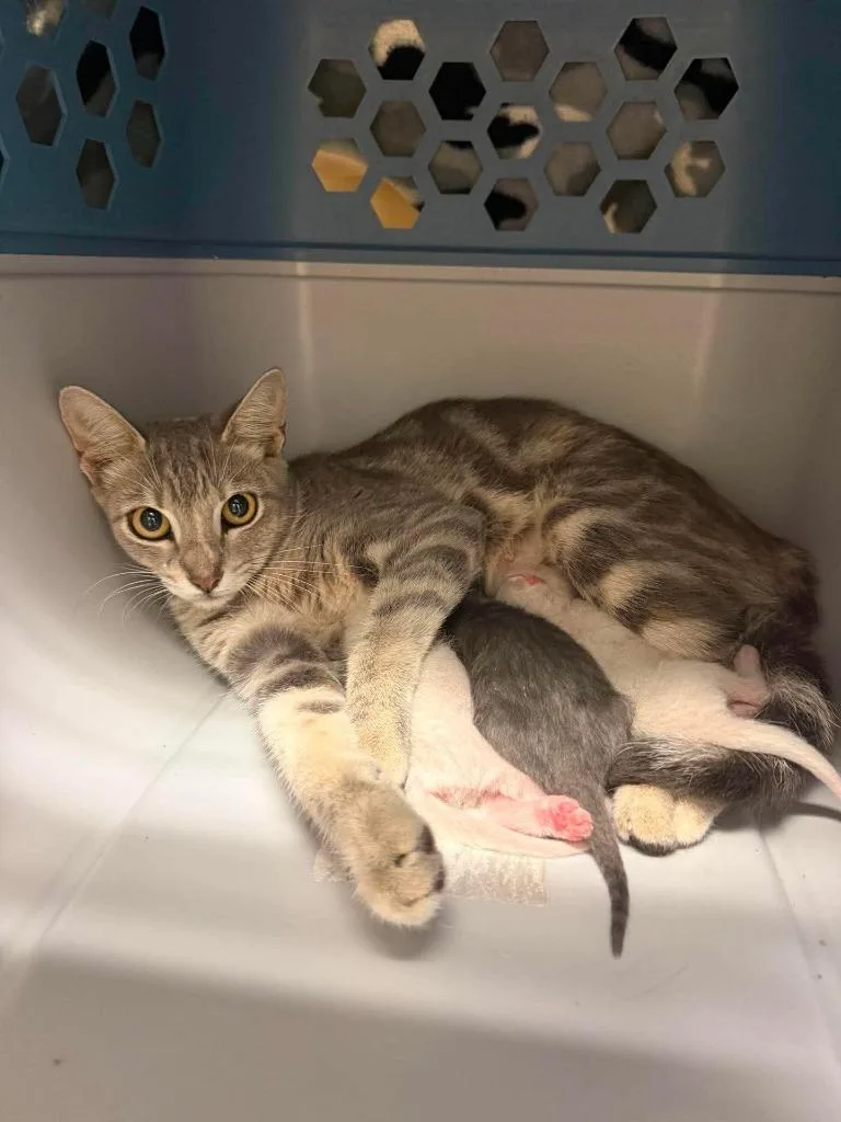 A baby medium-sized male Domestic Short Hair cat named Tofu for adoption in Sorrento, LA