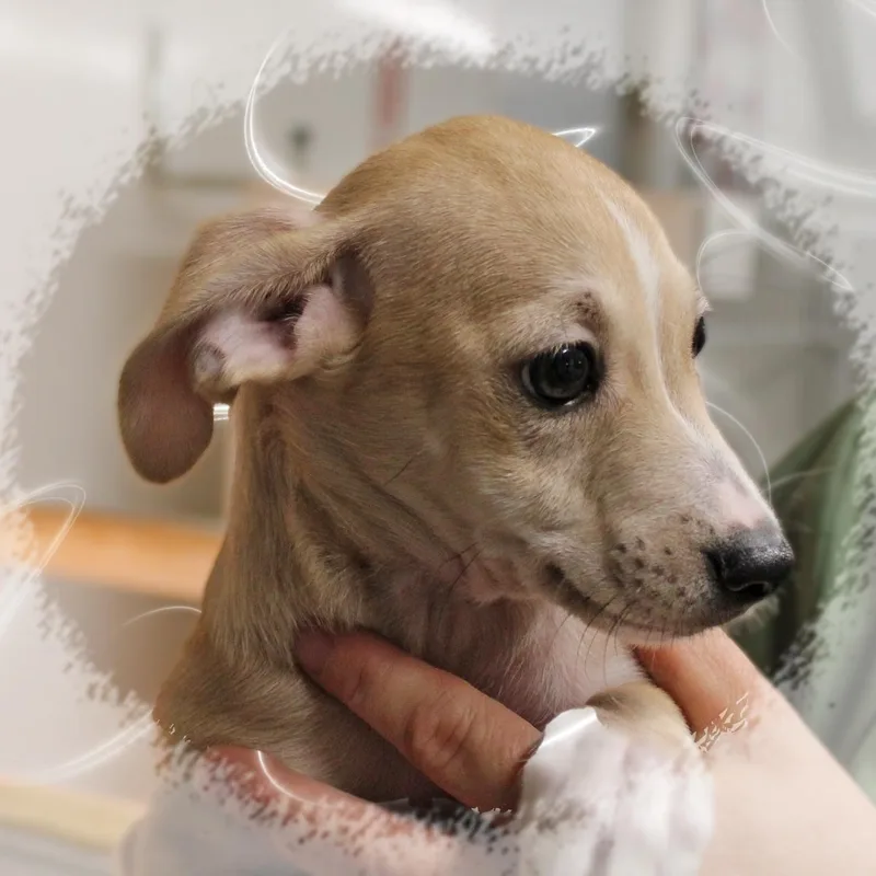 A baby small-sized male Chiweenie dog named LeRoy for adoption in Amelia, OH