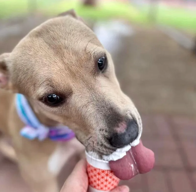 A young medium-sized female American Staffordshire Terrier dog named Xochi for adoption in Longview, TX