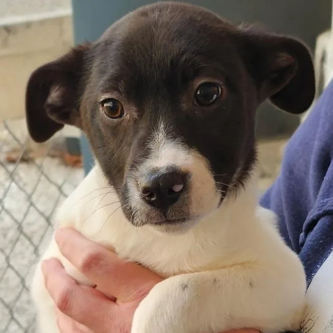 A baby medium-sized female White / Cream Mixed Breed dog named Seabean for adoption in House Springs, MO