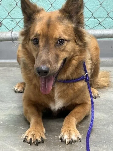 An adult medium-sized female Shepherd dog named Brownie for adoption in Rio Rancho, NM