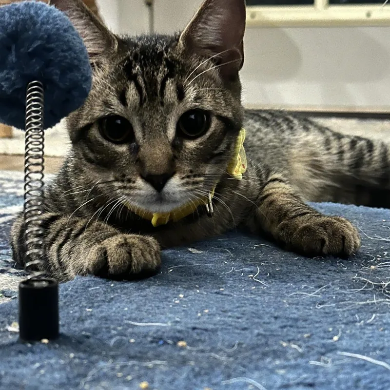 Saffron Ah thumbnail 2