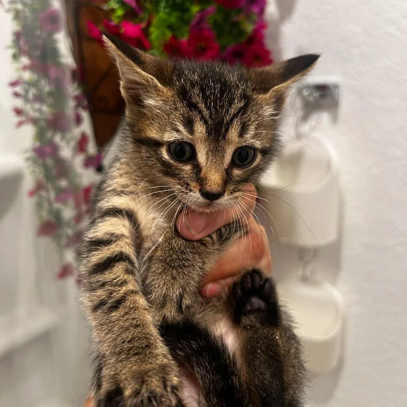 Saffron Ah thumbnail 3