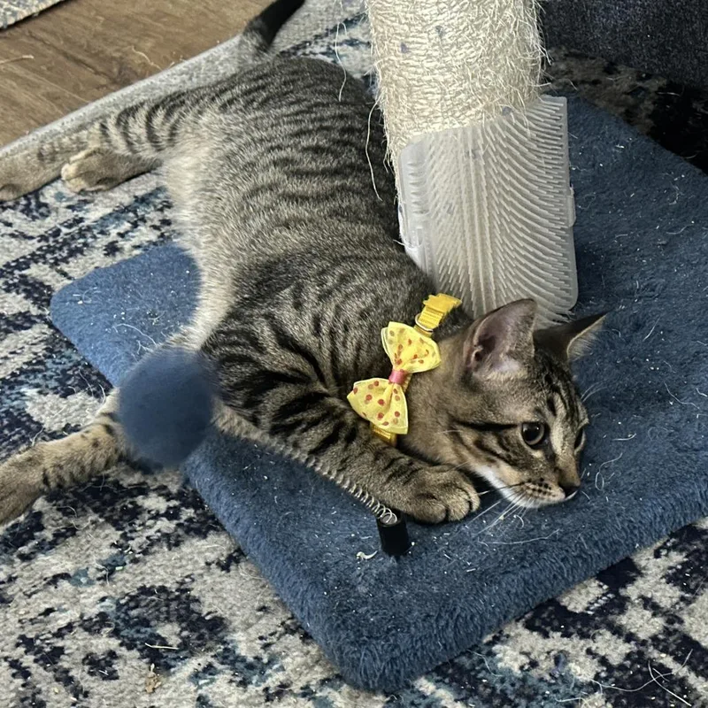 Saffron Ah thumbnail 4