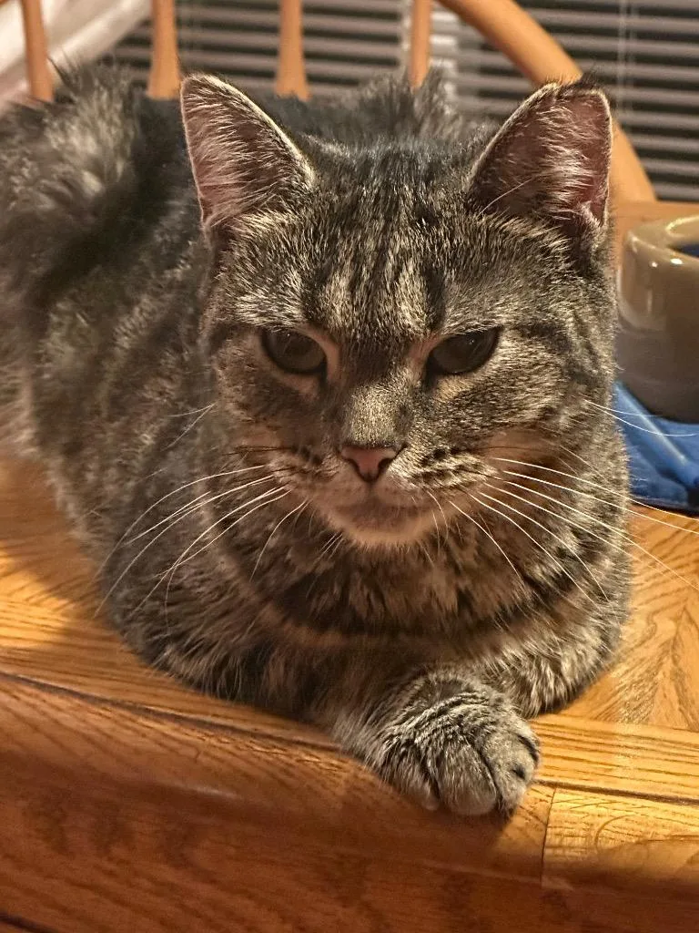 A baby medium-sized female Domestic Short Hair cat named Estella for adoption in Plattsburgh, NY