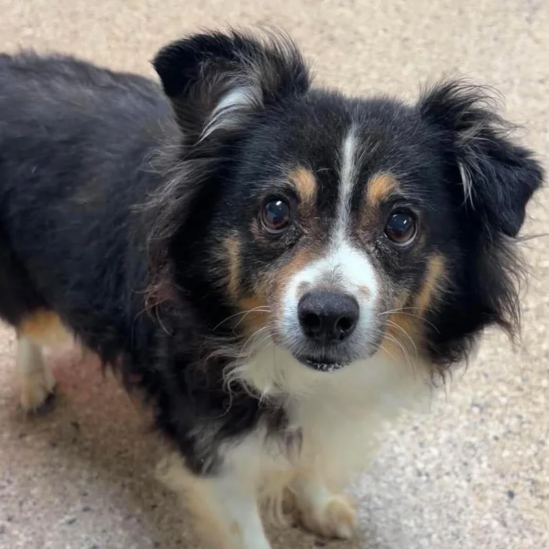 A senior small-sized female Australian Shepherd dog named Bling for adoption in Valparaiso, IN