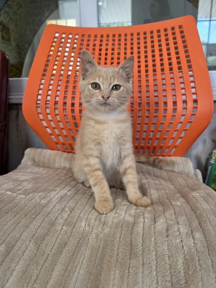 A baby small-sized male Tabby (Orange / Red) Domestic Short Hair cat named Chaos for adoption in Lewisburg, TN
