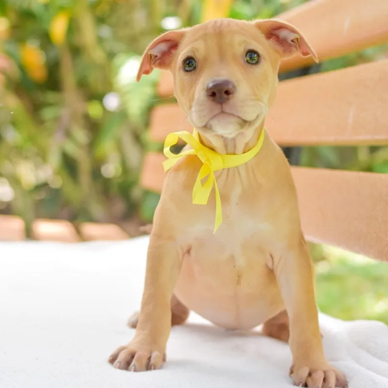 A baby small-sized female Yellow / Tan / Blond / Fawn Mixed Breed dog named Rosa for adoption in Kailua Kona, HI