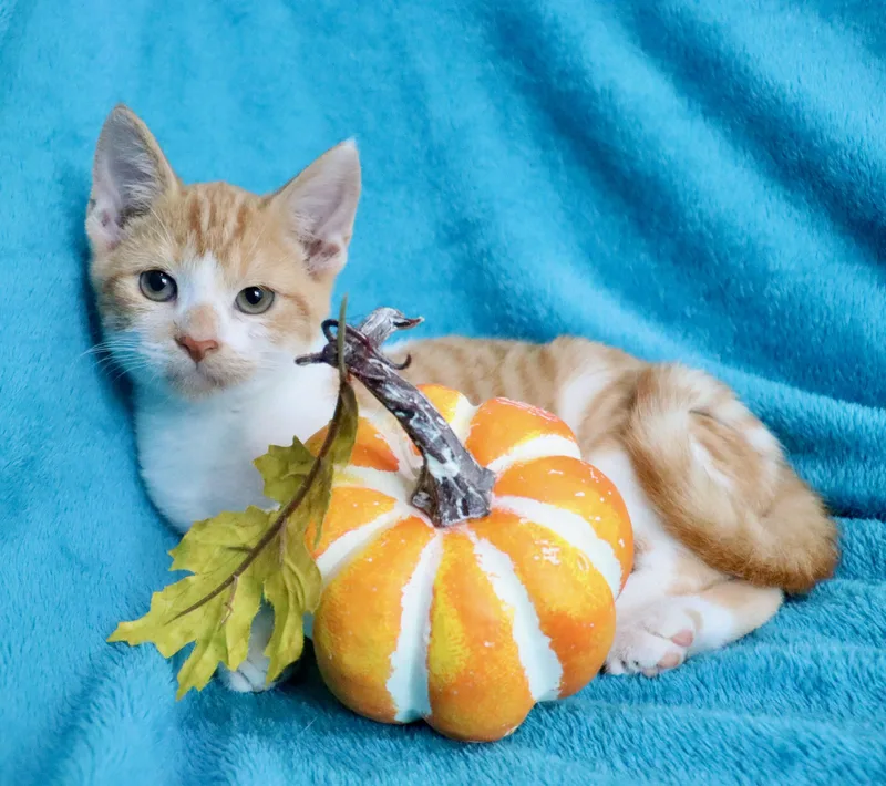 A baby large-sized male Orange & White Turkish Van cat named Felix for adoption in Saint Augustine, FL