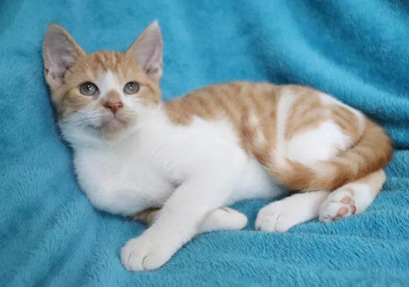 Felix thumbnail 4