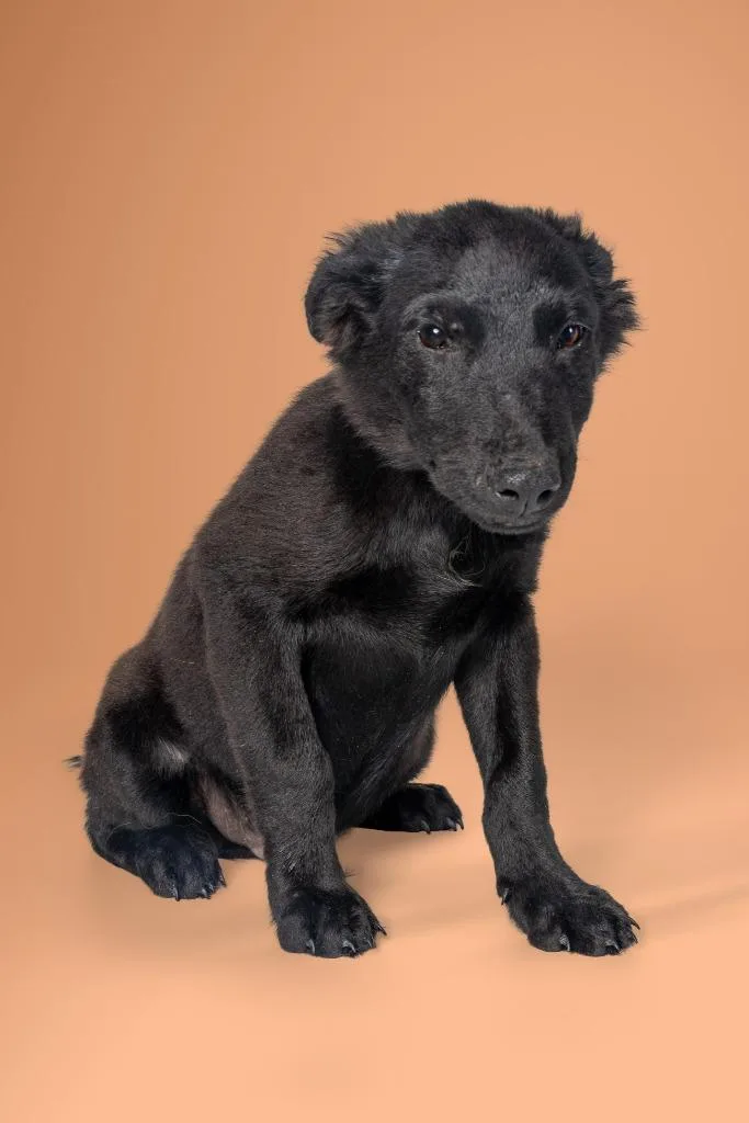 A young large-sized male Shepherd dog named Bartok for adoption in Tyler, TX