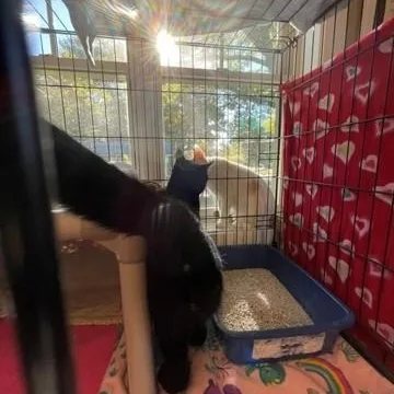 An adult medium-sized male Black Domestic Short Hair cat named Lovey for adoption in Attleboro, MA