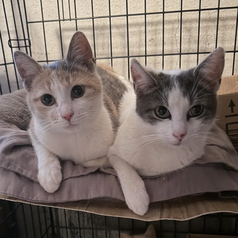 Jetta And Lexus thumbnail 2