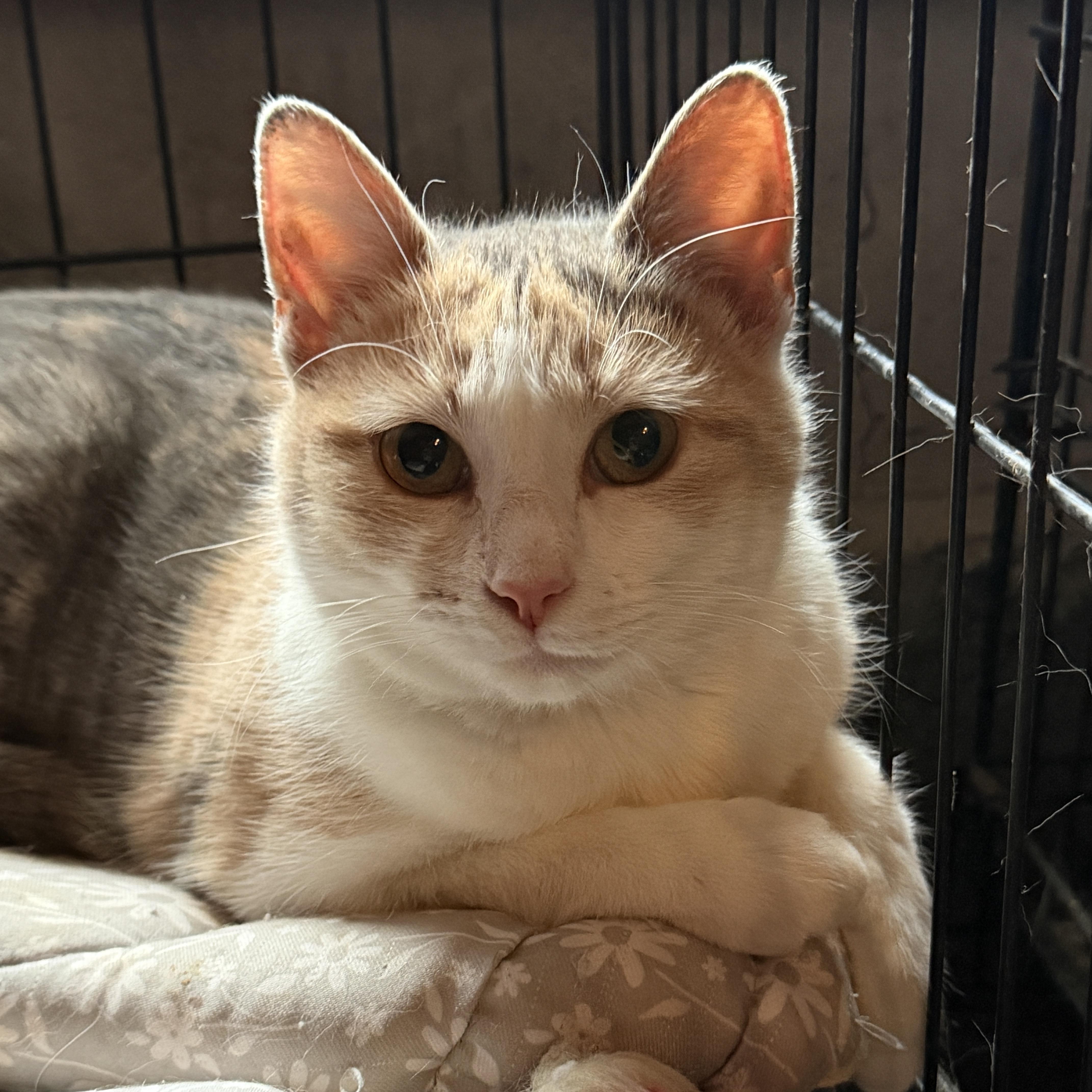 Jetta And Lexus thumbnail 3