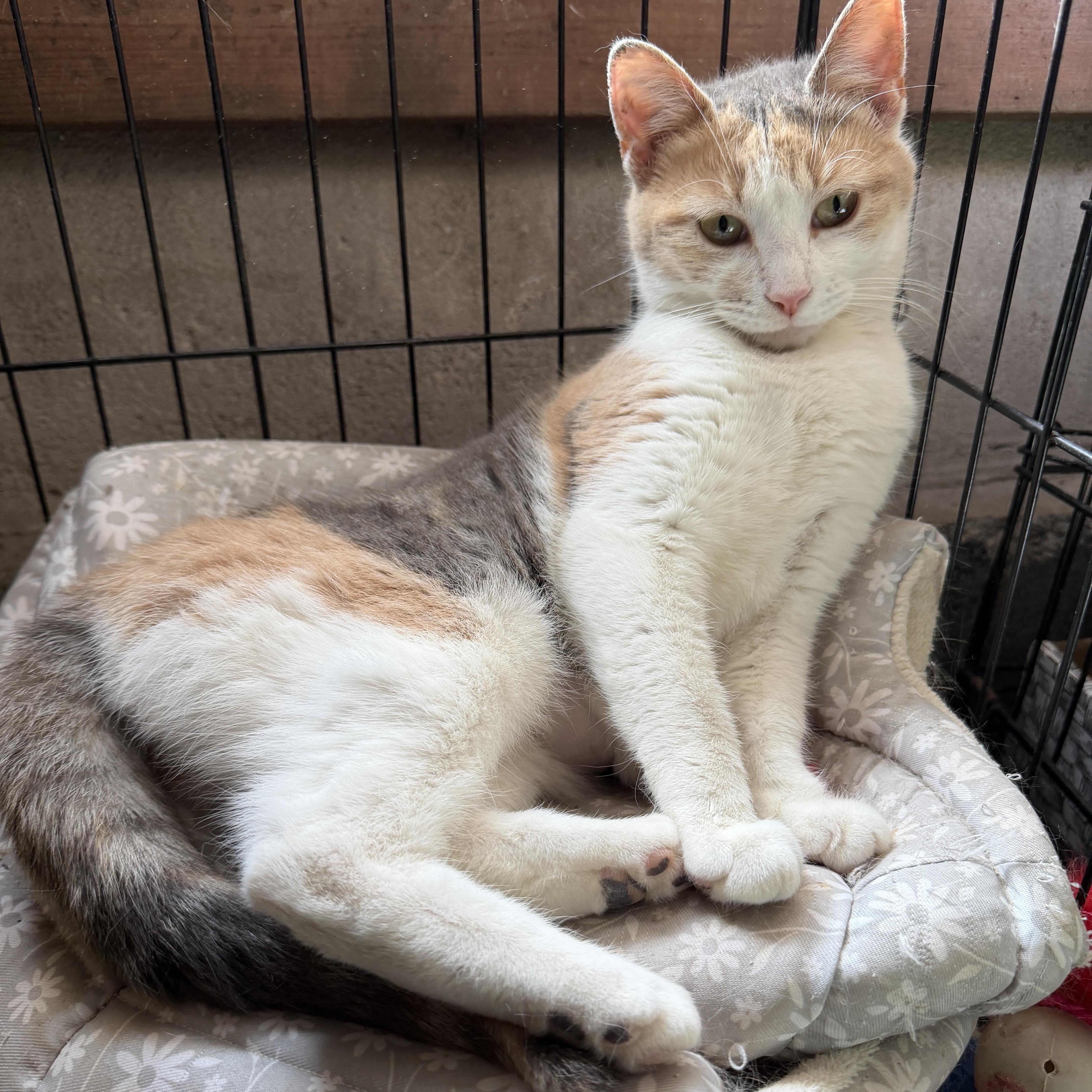 Jetta And Lexus thumbnail 4