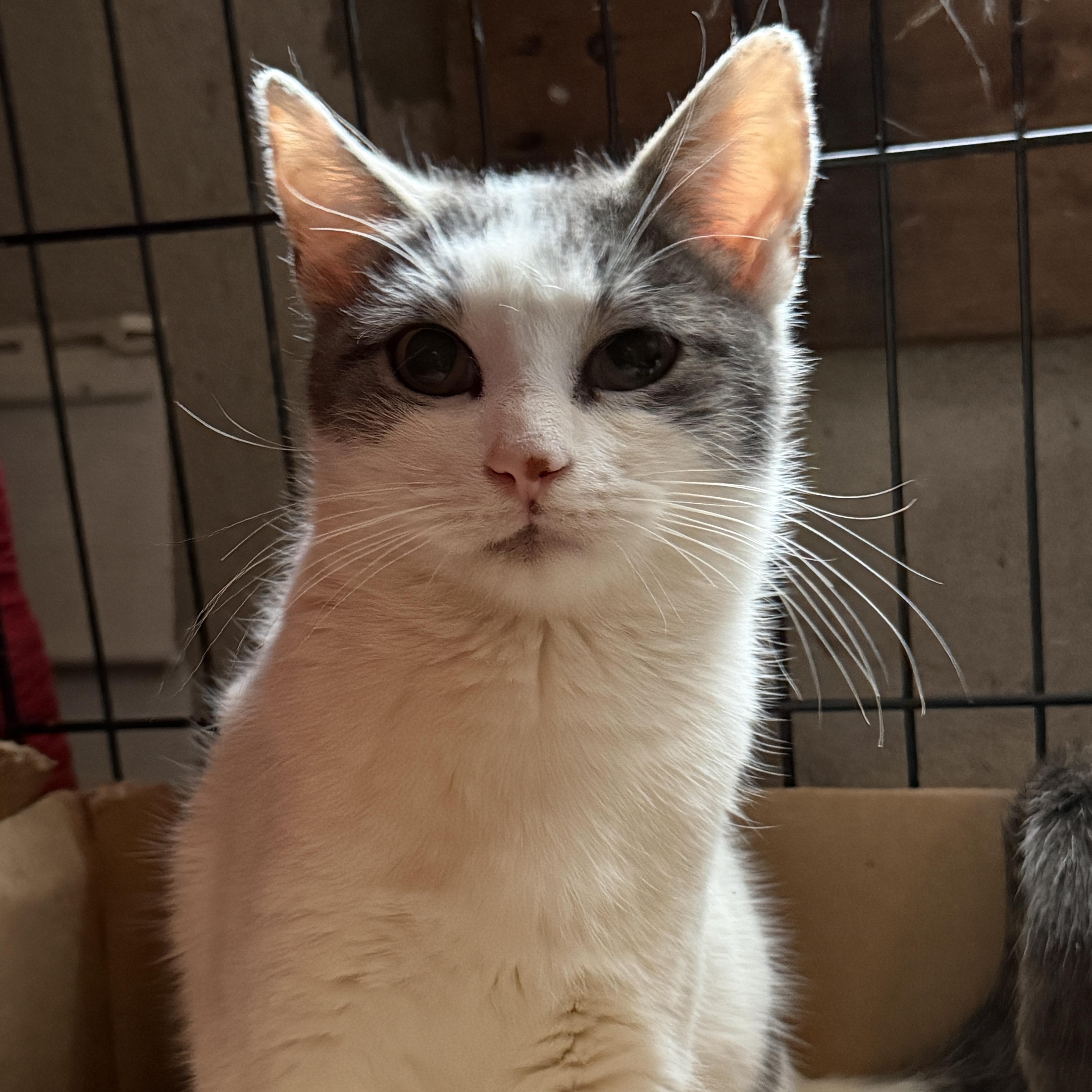 Jetta And Lexus thumbnail 5