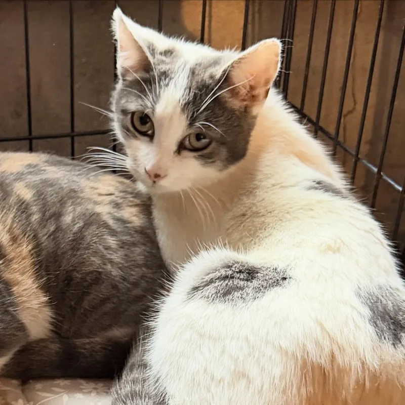 Jetta And Lexus thumbnail 6