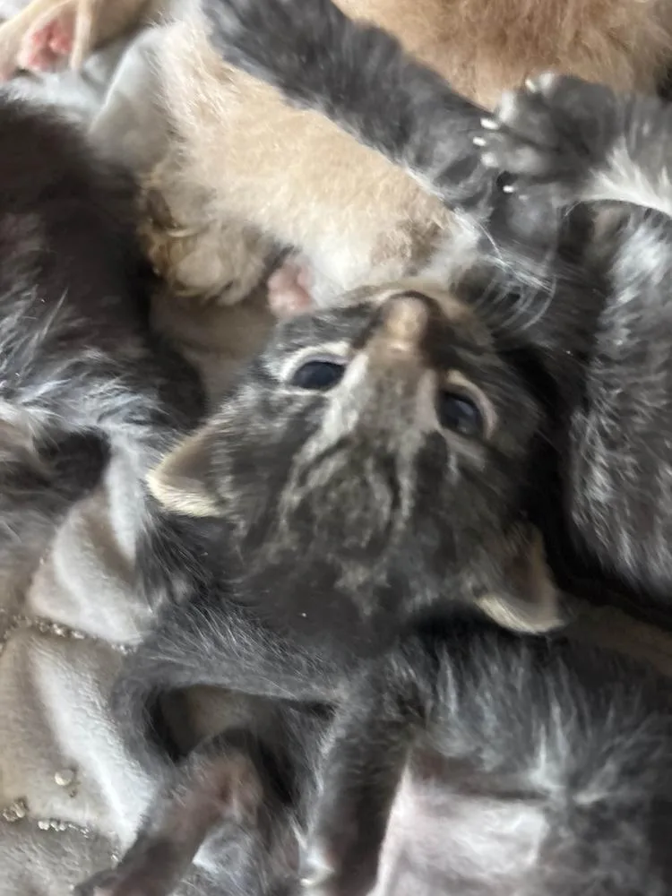 A baby small-sized female Domestic Short Hair cat named Rhen for adoption in Grand Rapids, MI