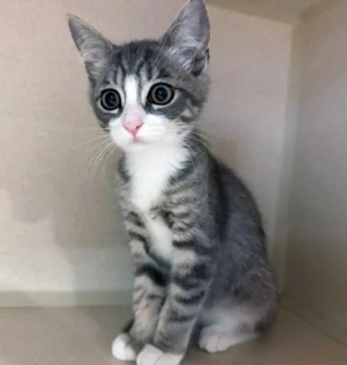 A baby medium-sized female Tabby (Gray / Blue / Silver) Tabby cat named Jan for adoption in San Clemente, CA