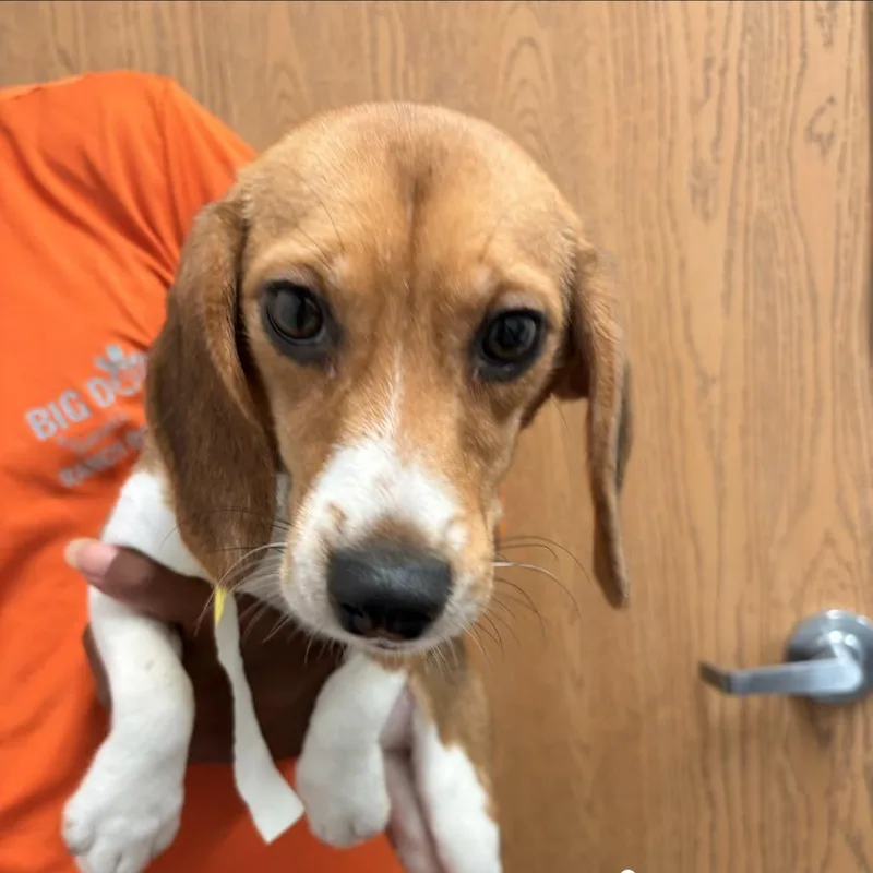 A young small-sized female Brown / Chocolate Beagle dog named Terra for adoption in LOXAHATCHEE, FL
