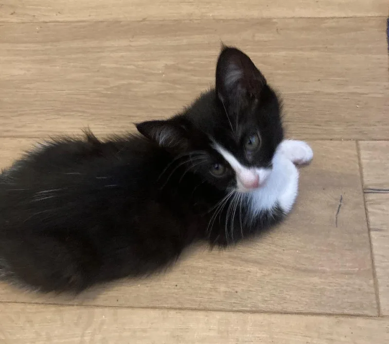 A baby medium-sized female Black & White / Tuxedo Domestic Medium Hair cat named Liberty for adoption in Huntington Beach, CA