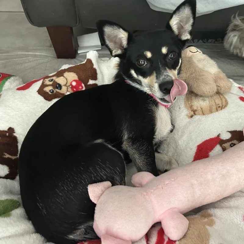 An adult small-sized female Black Chihuahua dog named Oreo for adoption in Overland Park, KS