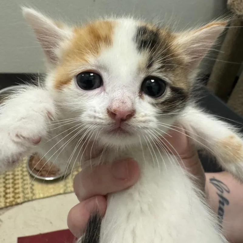 A baby small-sized female White Domestic Short Hair cat named Swimming Lessons for adoption in Pekin, IL
