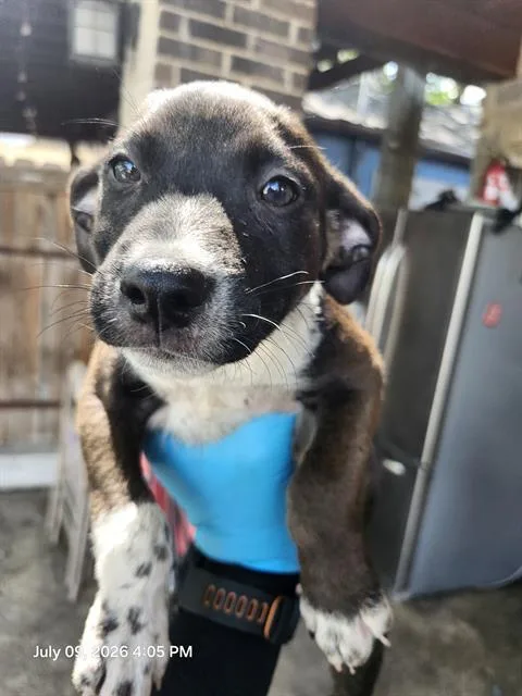 A baby small-sized male Terrier dog named Charlie for adoption in San Antonio, TX