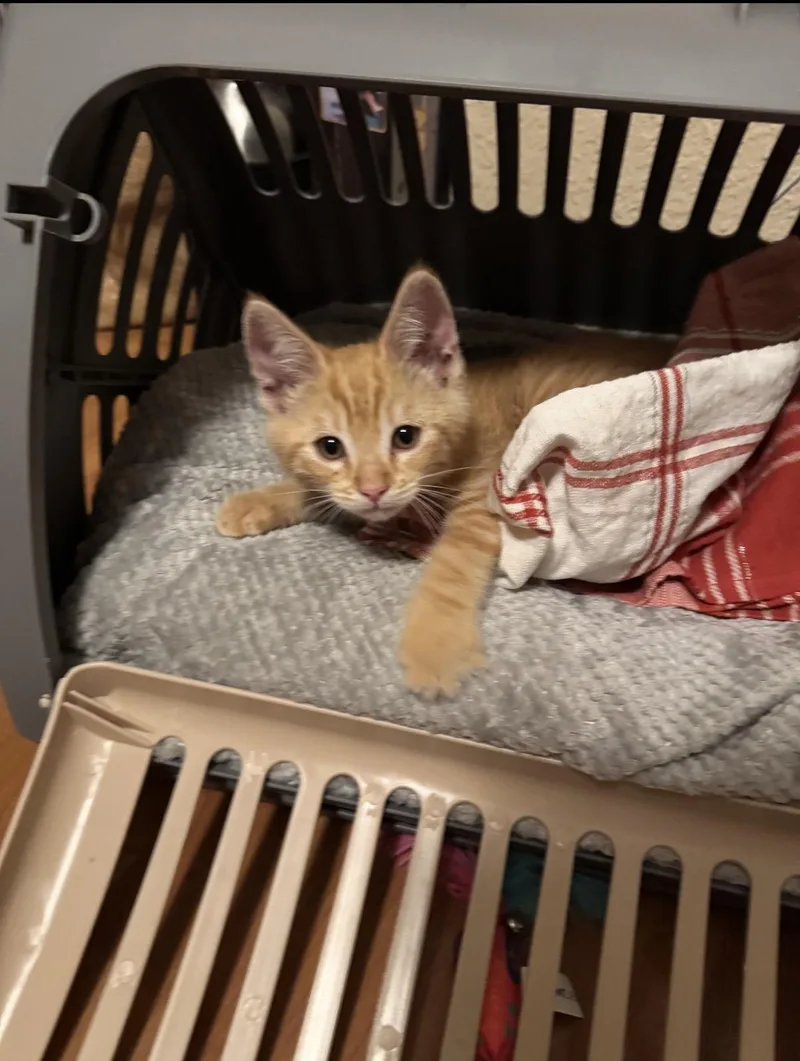 Peaches thumbnail 2