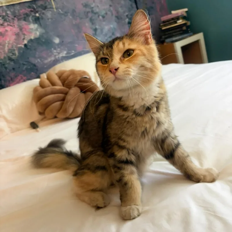 A young medium-sized female Calico Domestic Medium Hair cat named Pixie for adoption in Coos Bay, OR