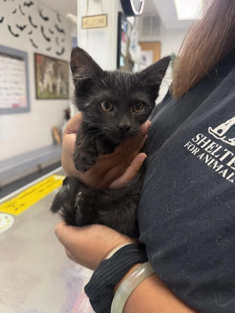 A young medium-sized female Domestic Medium Hair cat named Denise for adoption in Ontario, CA