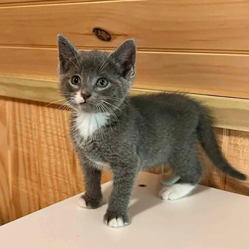 A baby small-sized male Gray / Blue / Silver Domestic Short Hair cat named Milo for adoption in Alexandria, VA
