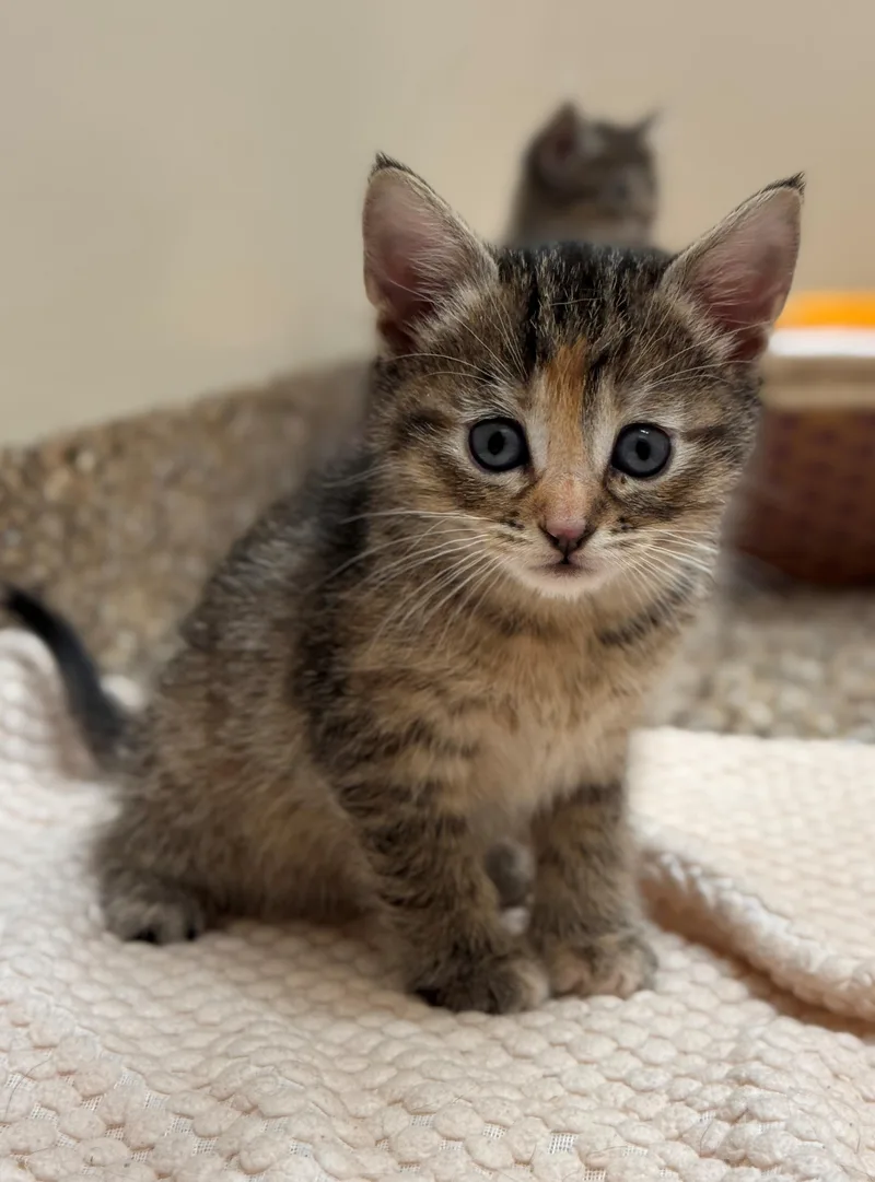 A baby small-sized female Tabby (Brown / Chocolate) Domestic Short Hair cat named Natoru for adoption in Hackensack, MN