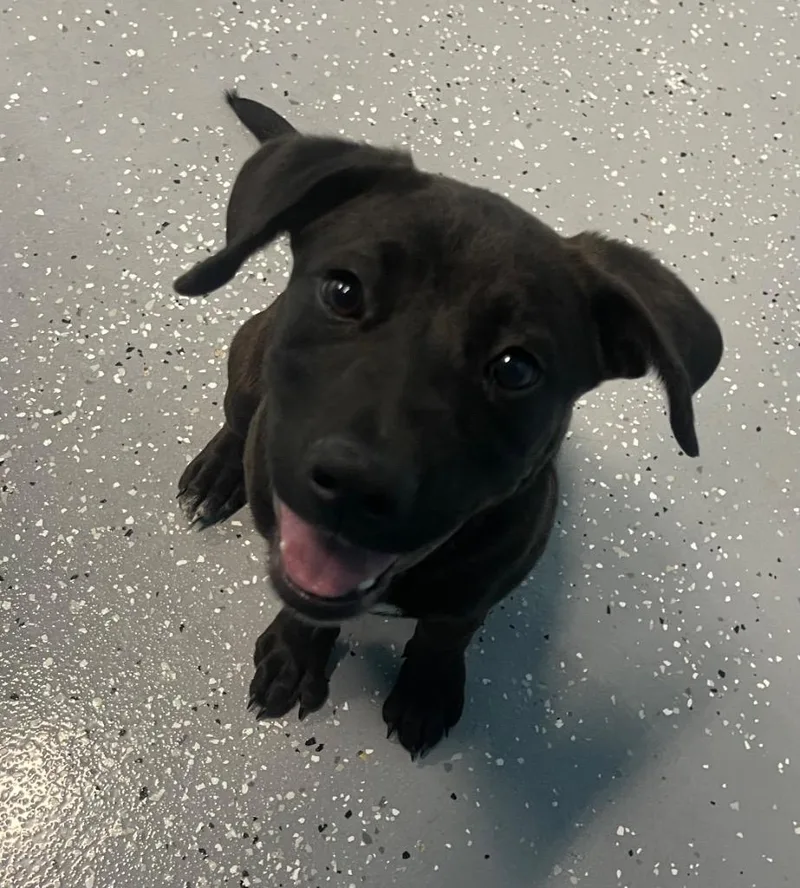 A baby medium-sized female American Bulldog dog named Pepper for adoption in Seven Points, TX